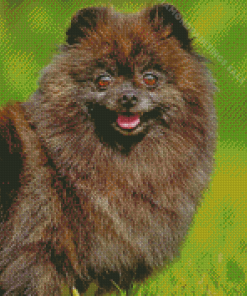 Black And Brindle Pomchi Diamond Paintings