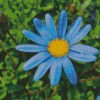 Blue Daisies Diamond Paintings