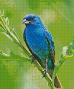 Blue Oriole Bird Diamond Paintings