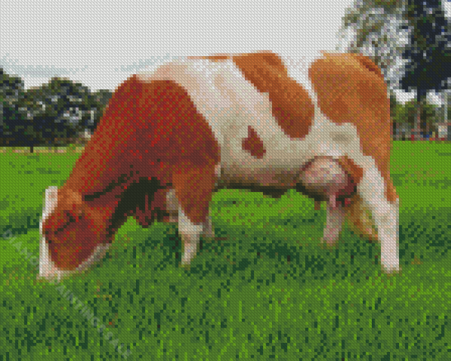 Brown And White Simmental Cattle Diamond Paintings