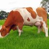 Brown And White Simmental Cattle Diamond Painting