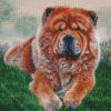 Chow Chow Diamond Paintings