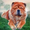 Chow Chow Diamond Painting