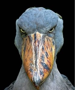 Close Up Shoebill Face Diamond Painting