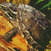 Common Musk Turtle Diamond Paintings