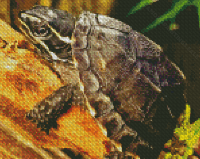 Common Musk Turtle Diamond Paintings