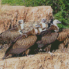 Himalayan Vulture Diamond Paintings