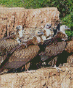 Himalayan Vulture Diamond Paintings