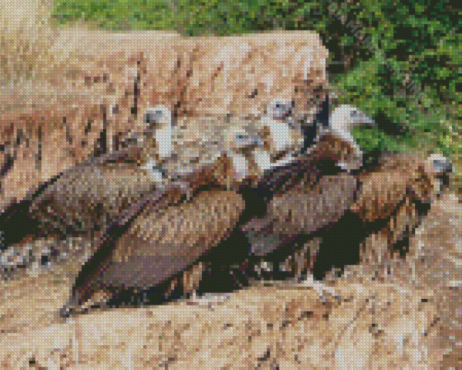 Himalayan Vulture Diamond Paintings