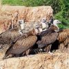 Himalayan Vulture Diamond Painting