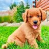 Miniature Golden Retriever Diamond Painting