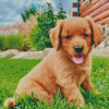 Miniature Golden Retriever Diamond Paintings