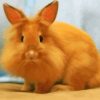 Orange Lionhead Rabbit Diamond Painting