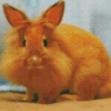 Orange Lionhead Rabbit Diamond Paintings