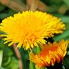 Paardenbloem Common Dandelion Diamond Painting