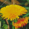 Paardenbloem Common Dandelion Diamond Paintings