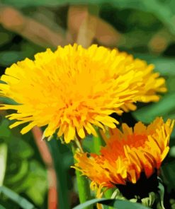 Paardenbloem Common Dandelion Diamond Painting