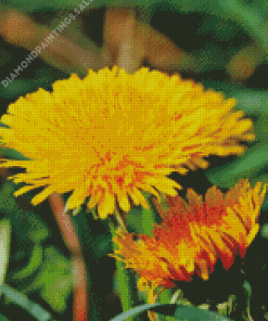 Paardenbloem Common Dandelion Diamond Paintings