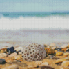 Petoskey Stone At The Beach Diamond Paintings