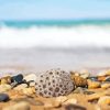 Petoskey Stone At The Beach Diamond Painting