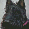 Scottish Terrier Dog Art Diamond Paintings