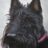 Scottish Terrier Dog Art Diamond Painting