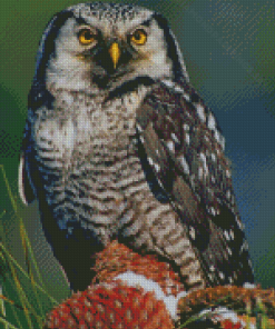 Screech Owl Diamond Paintings