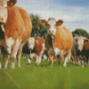 Simmental Cattle Flock Diamond Paintings