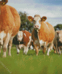 Simmental Cattle Flock Diamond Paintings