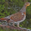 Small Western Capercaillie Diamond Paintings