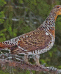 Small Western Capercaillie Diamond Paintings