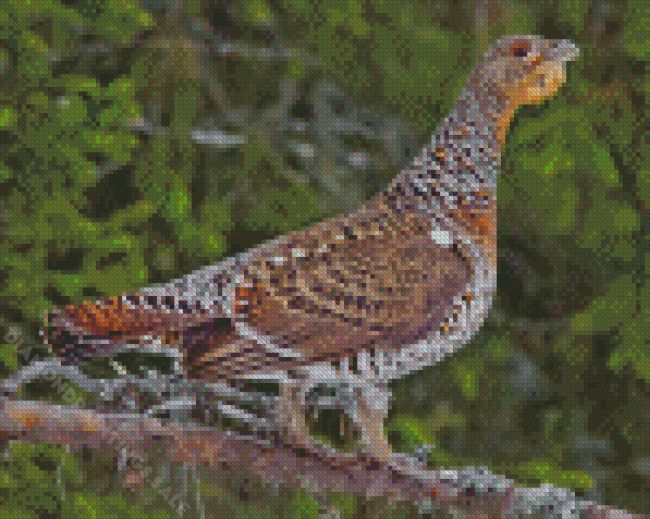 Small Western Capercaillie Diamond Paintings