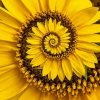 Spiral Sunflower Diamond Painting