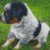 Texas Heeler Puppy Diamond Paintings