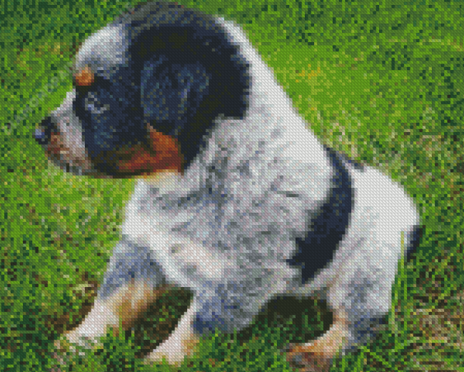 Texas Heeler Puppy Diamond Paintings