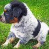 Texas Heeler Puppy Diamond Painting