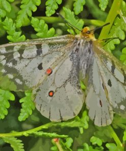 The Clodius Parnassian Butterfly Diamond Painting