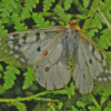 The Clodius Parnassian Butterfly Diamond Paintings