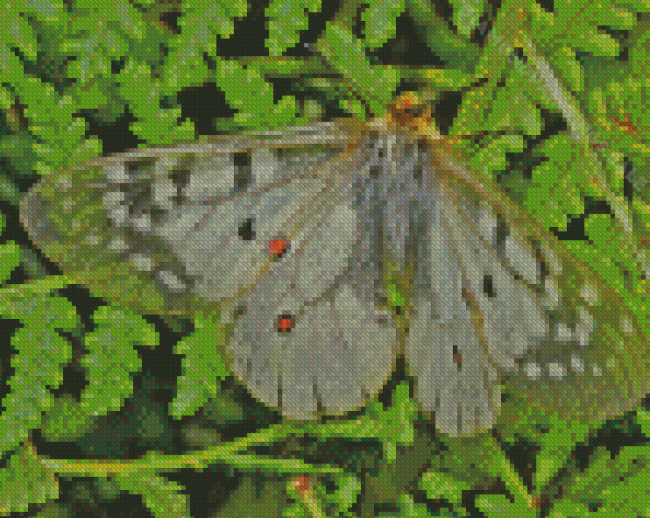 The Clodius Parnassian Butterfly Diamond Paintings