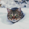 Winter Cat Diamond Paintings