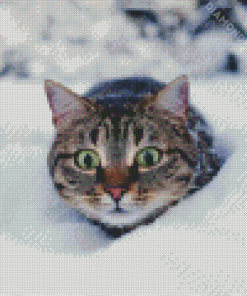 Winter Cat Diamond Paintings