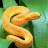 Yellow Snake On Leaves Diamond Painting