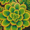 Aesthetic Aeonium Diamond Paintings