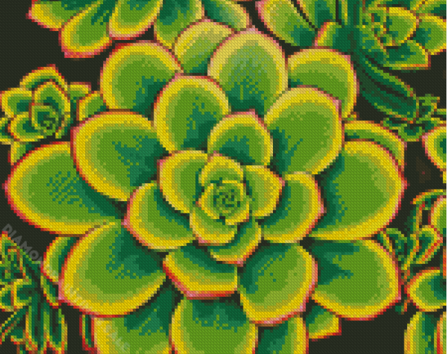 Aesthetic Aeonium Diamond Paintings