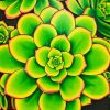 Aesthetic Aeonium Diamond Painting