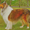 Aesthetic Sable Rough Collie Diamond Paintings