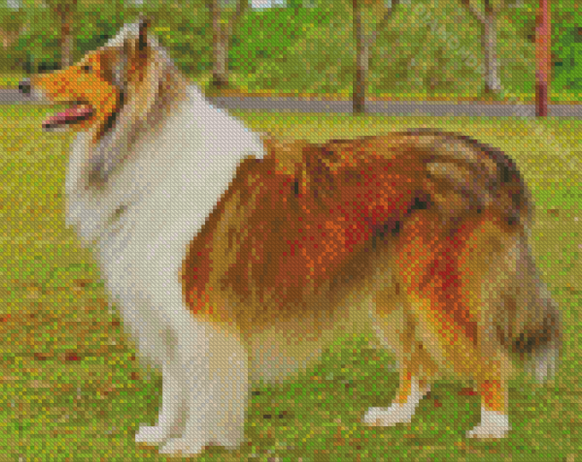 Aesthetic Sable Rough Collie Diamond Paintings