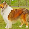 Aesthetic Sable Rough Collie Diamond Painting