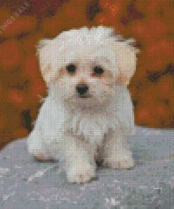 Bichon Maltais Diamond Paintings