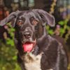 Black Labrador Cross Collie Diamond Painting